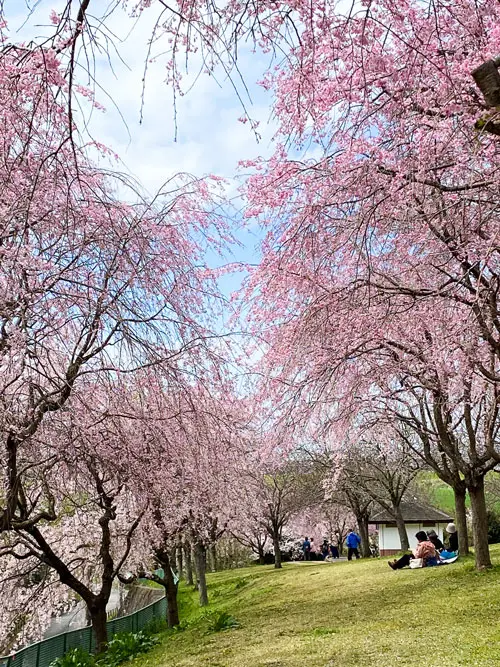 枝垂れ桜の写真